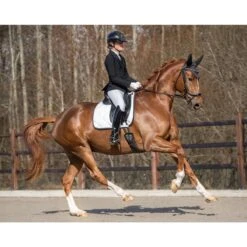 Rijjas PresTeq PerformNow Zwart -Roeckl Verkoop rijjas presteq performnow zwart 1500x1500 184052